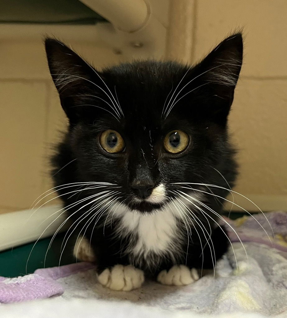 adoptable Cat in Burnsville, NC named Mavis