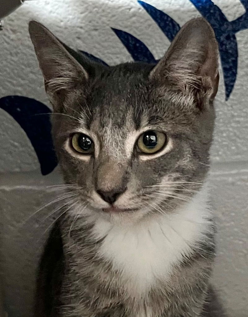 adoptable Cat in Burnsville, NC named Gala