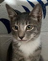 adoptable Cat in burnsville, NC named Gala