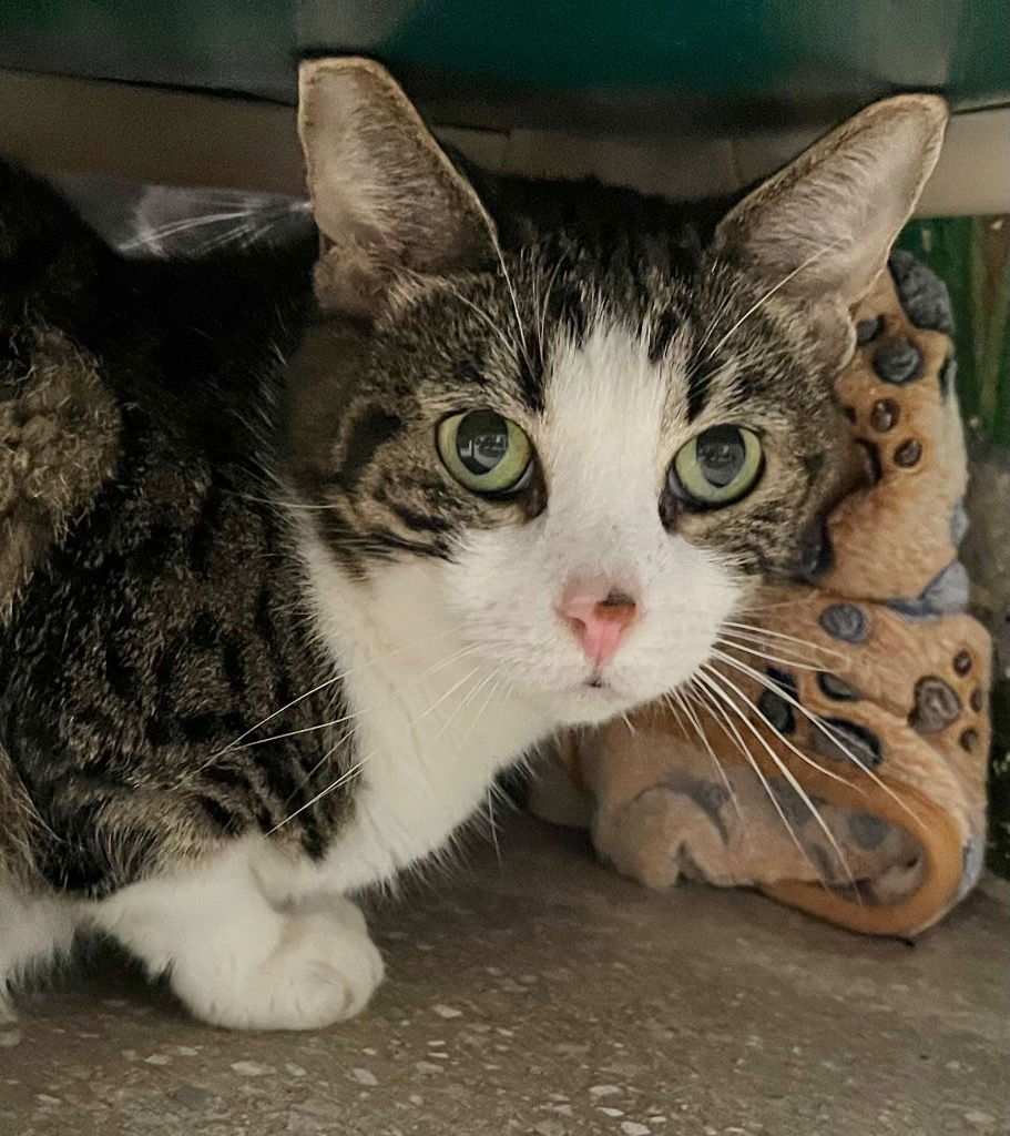 adoptable Cat in Burnsville, NC named Gladys