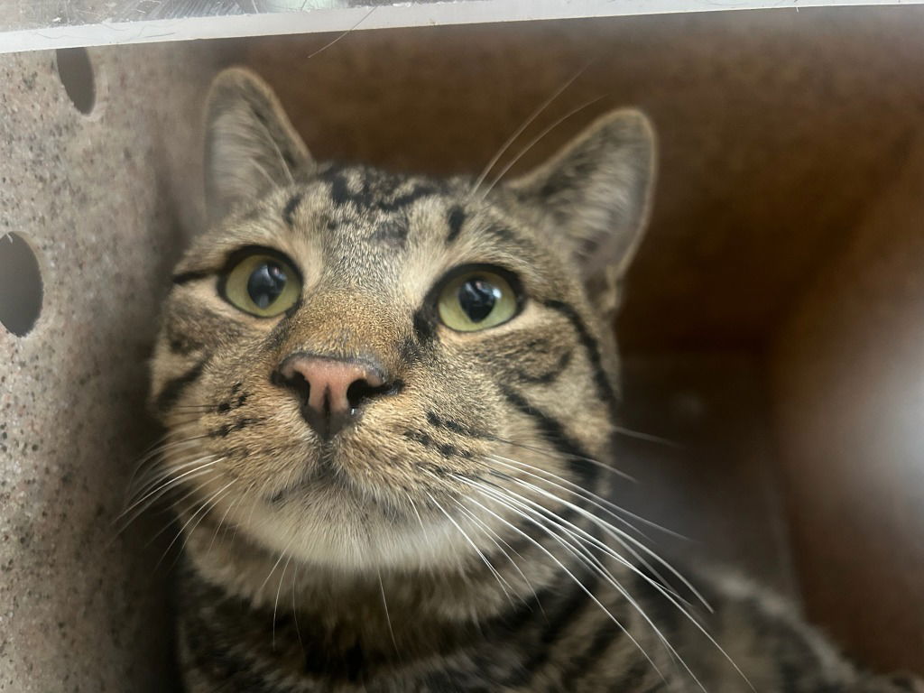 adoptable Cat in Burnsville, NC named Greg