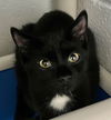 adoptable Cat in Burnsville, NC named Gusto