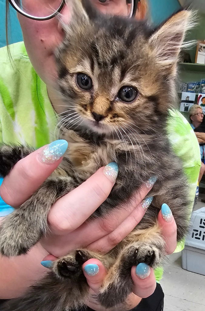 adoptable Cat in Burnsville, NC named Rye