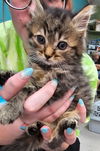 adoptable Cat in , NC named Rye