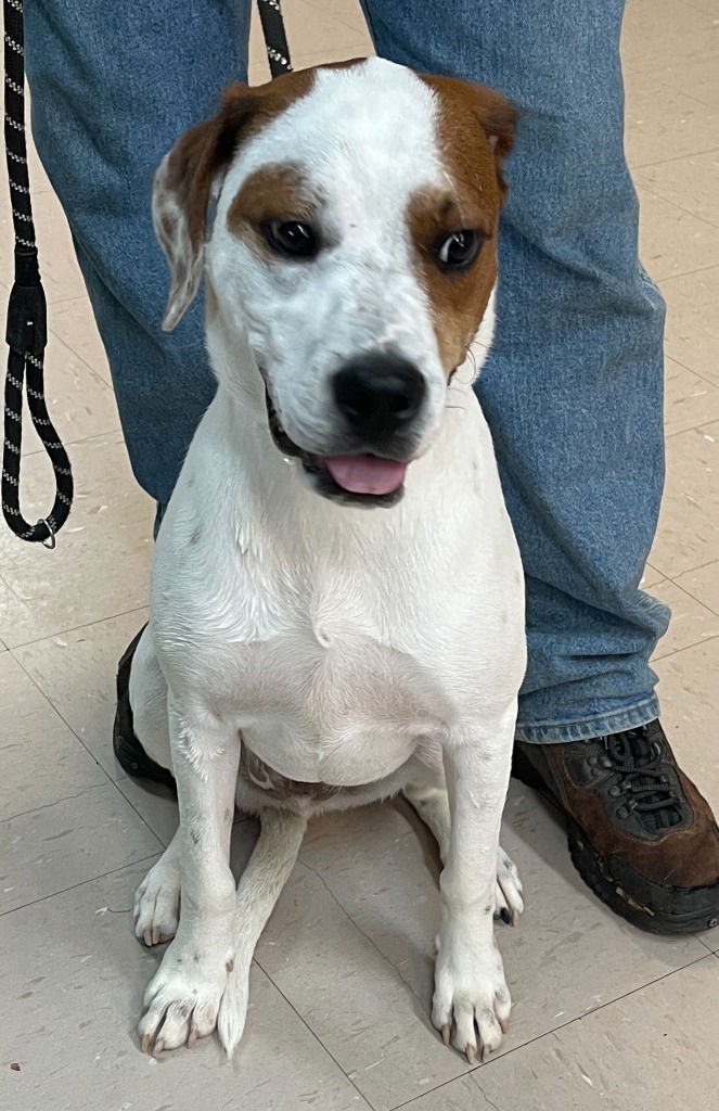 adoptable Dog in Burnsville, NC named Kookaburra aka Buddy