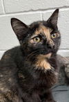 adoptable Cat in , NC named Ducky