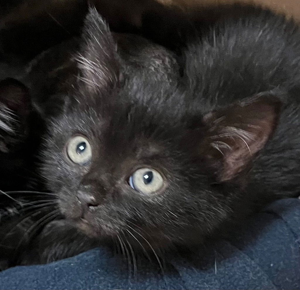 adoptable Cat in Burnsville, NC named Isadora