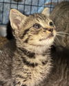 adoptable Cat in Burnsville, NC named Bagel