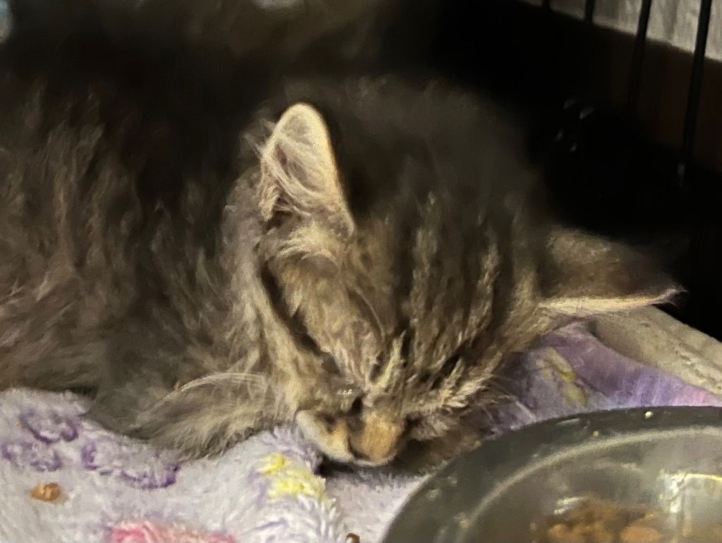 adoptable Cat in Burnsville, NC named Biscuit