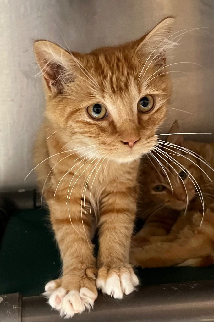 adoptable Cat in Burnsville, NC named Vegas