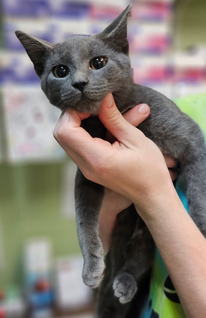 adoptable Cat in Burnsville, NC named Taffy