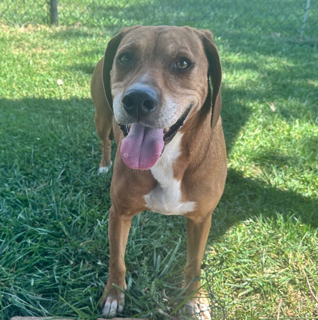 adoptable Dog in Burnsville, NC named Maggie