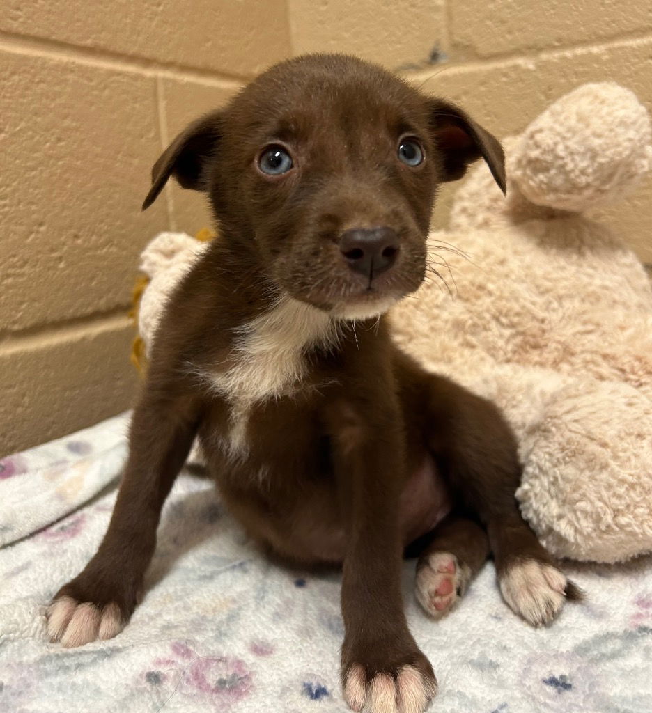 adoptable Dog in Burnsville, NC named Hershey