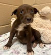 adoptable Dog in  named Hershey