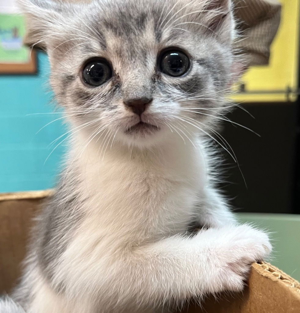 adoptable Cat in Burnsville, NC named Zesty