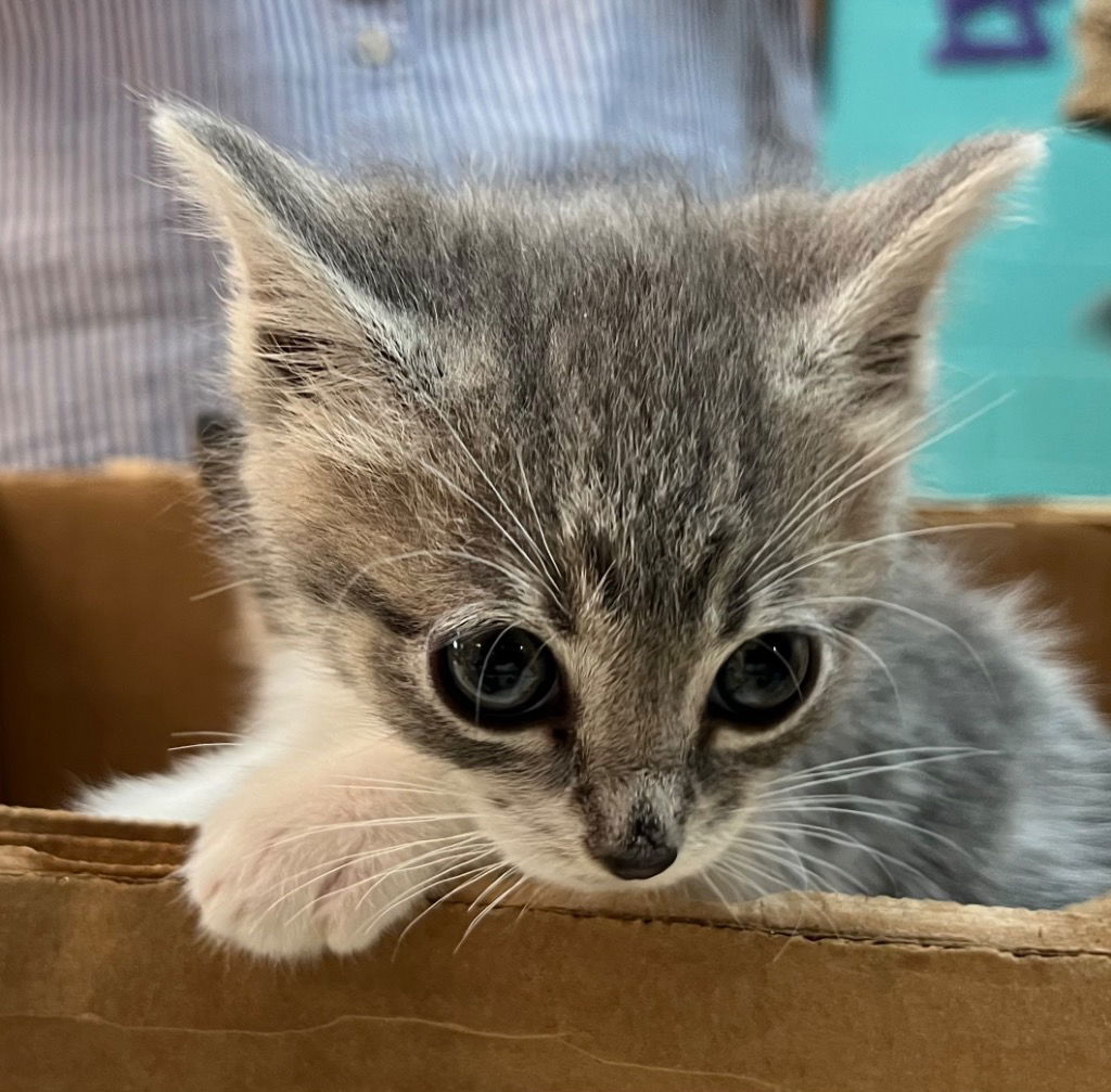 adoptable Cat in Burnsville, NC named Zingy