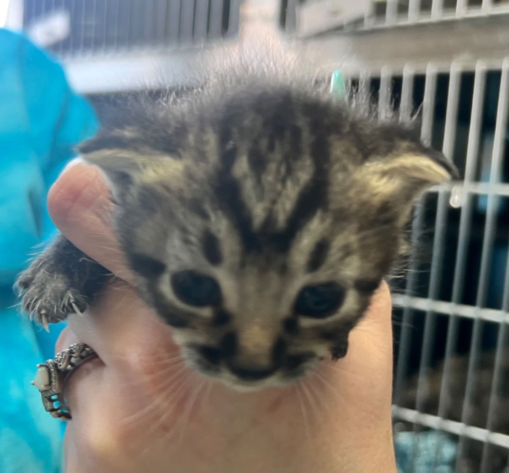 adoptable Cat in Burnsville, NC named Angel Soft