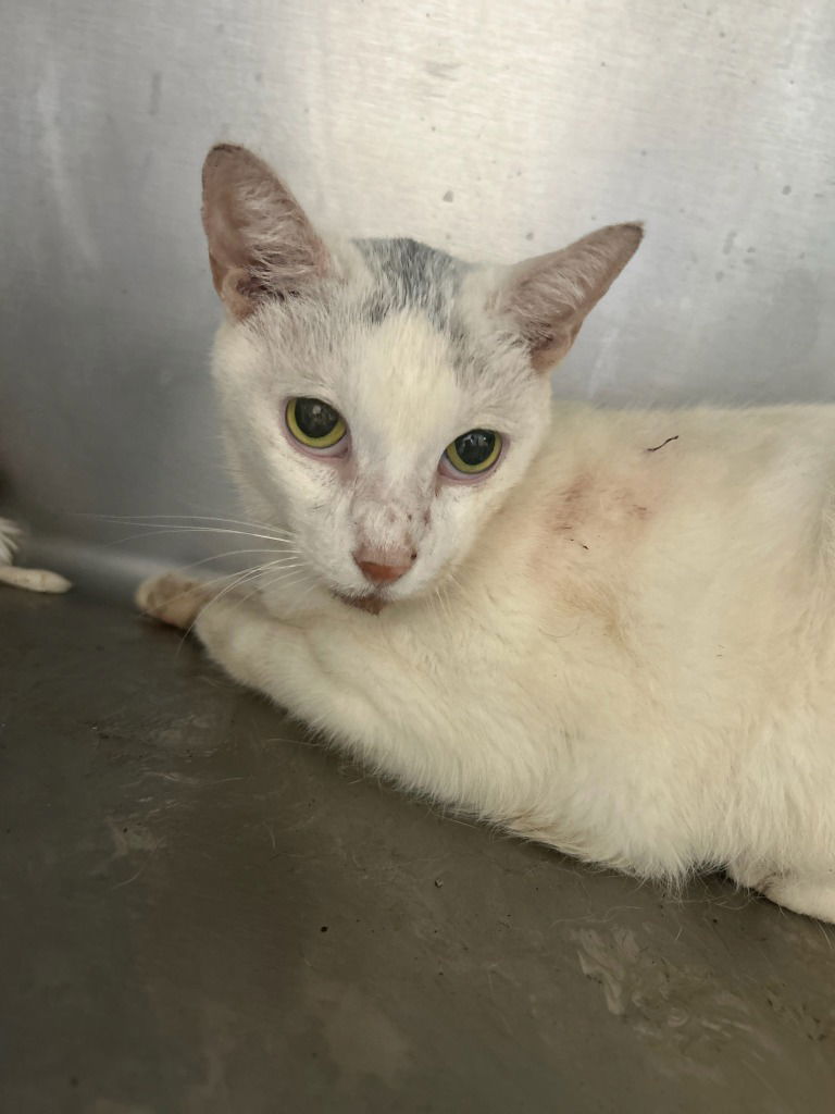 adoptable Cat in Burnsville, NC named Lime