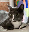 adoptable Cat in burnsville, NC named Lorelai