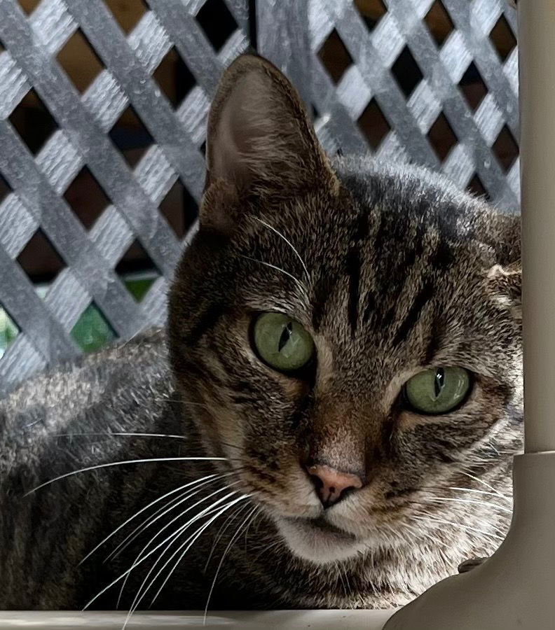 adoptable Cat in Burnsville, NC named Tubbs