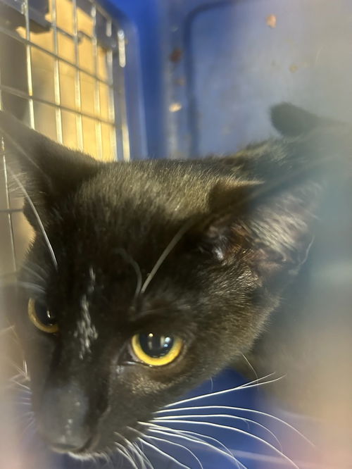 picture of the cat needing adoption