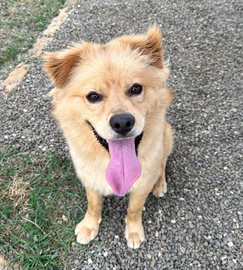 picture of the dog needing adoption