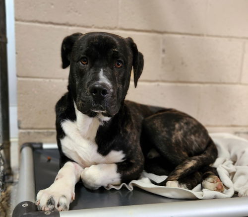 picture of the dog needing adoption