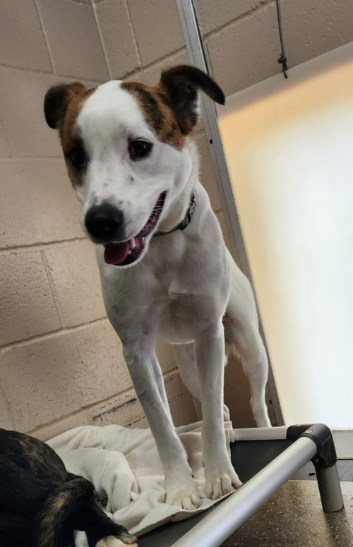 picture of the dog needing adoption