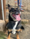 adoptable Dog in burnsville, NC named Lucky