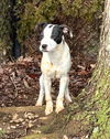 adoptable Dog in burnsville, NC named Marley
