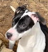 adoptable Dog in burnsville, NC named Mugsy