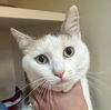 adoptable Cat in burnsville, NC named Miss Priss
