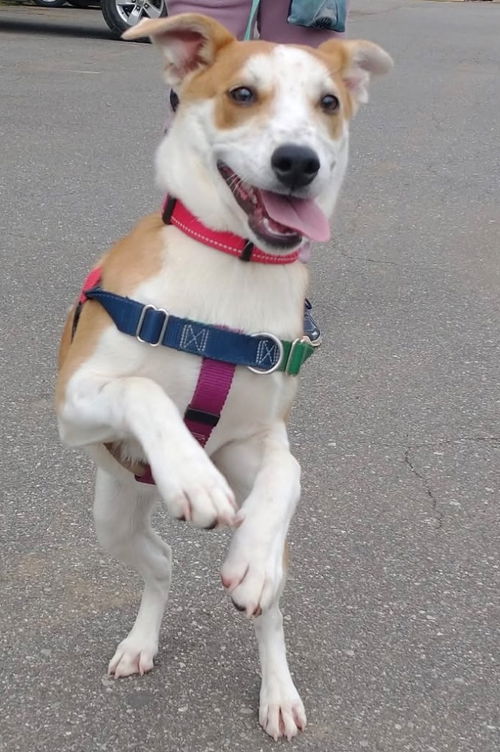picture of the dog needing adoption