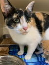 adoptable Cat in burnsville, NC named Tab