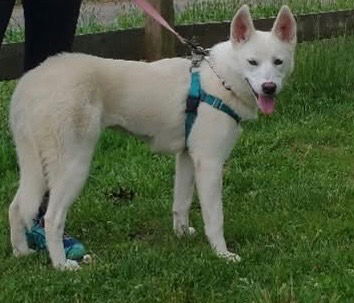 picture of the dog needing adoption
