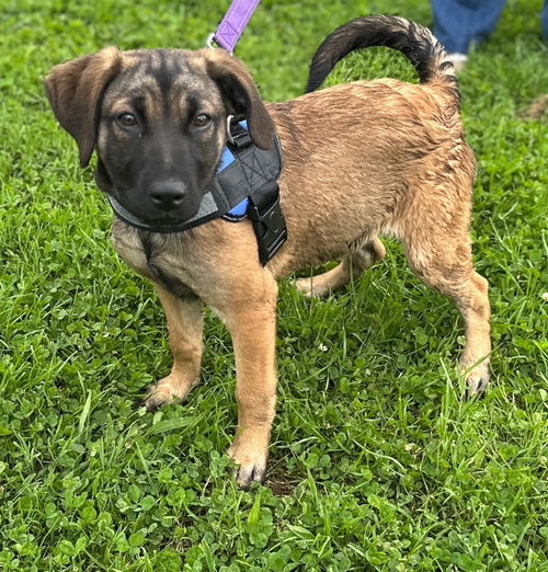 picture of the dog needing adoption