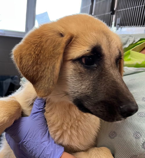 picture of the dog needing adoption