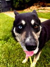 adoptable Dog in burnsville, NC named Corky