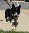 adoptable Dog in burnsville, NC named Oso