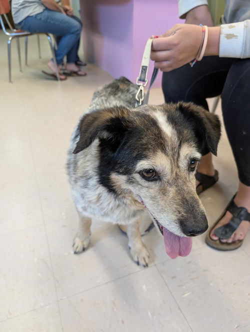 picture of the dog needing adoption