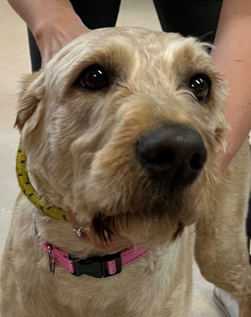 picture of the dog needing adoption