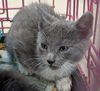 adoptable Cat in burnsville, NC named Dreamer