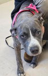 adoptable Dog in burnsville, NC named Mako