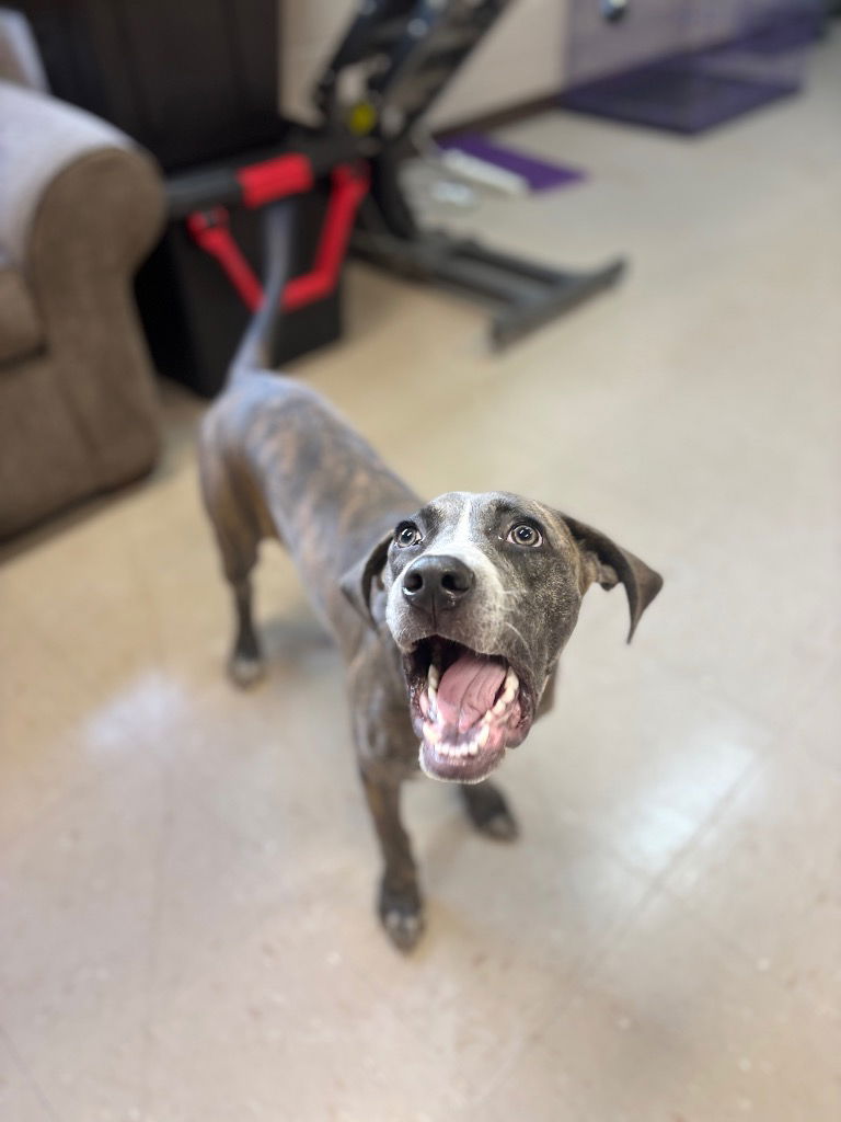 adoptable Dog in Burnsville, NC named Mako