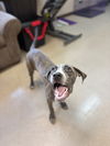 adoptable Dog in  named Mako