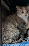 adoptable Cat in burnsville, NC named Nutmeg