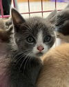 adoptable Cat in  named Jackpot