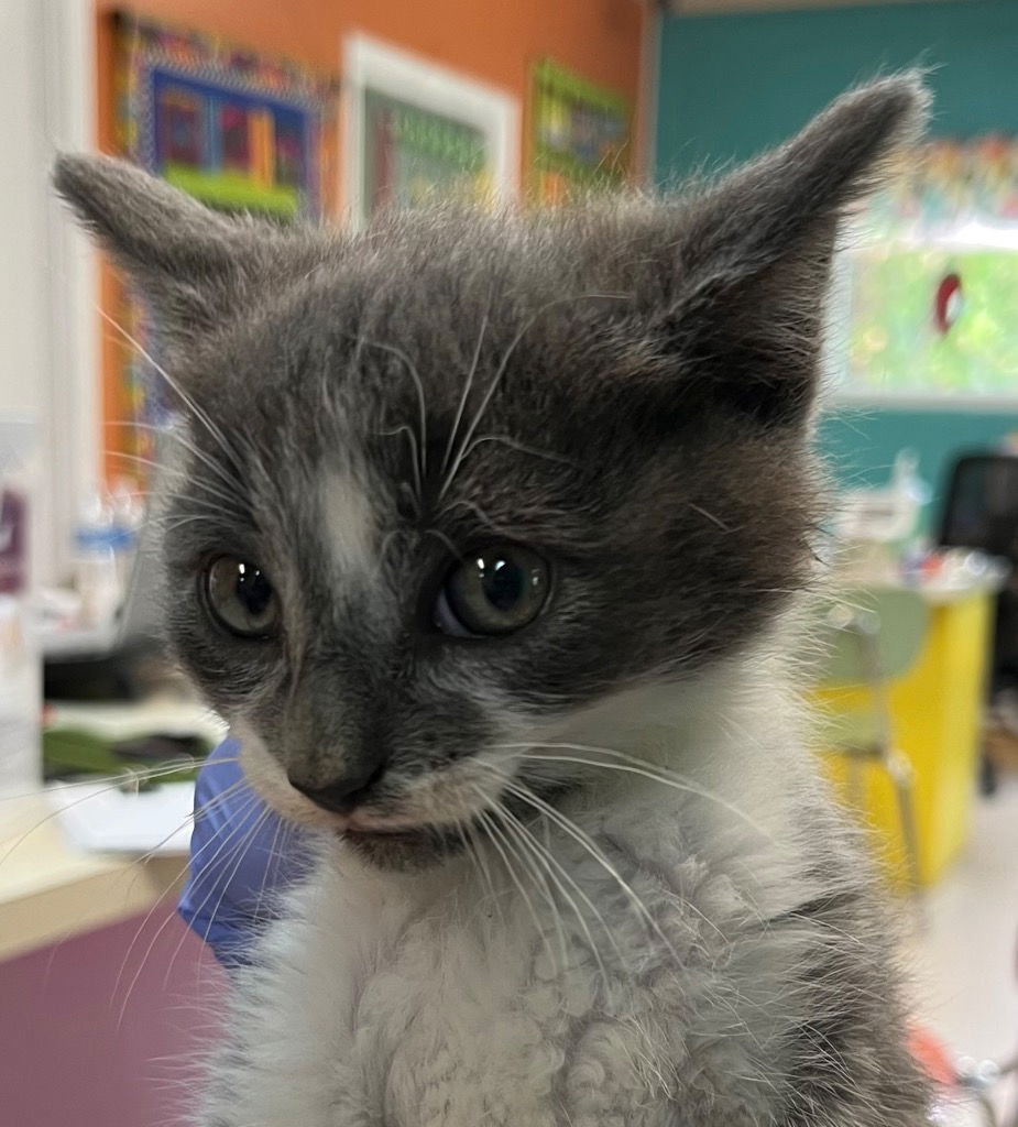 adoptable Cat in Burnsville, NC named Jagger