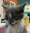 adoptable Cat in burnsville, NC named Jagger