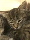 adoptable Cat in burnsville, NC named Zazu